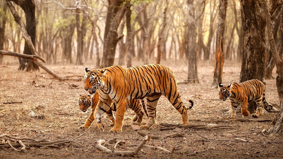 Corbett Dhikala Tour, Corbett Tour Travel.