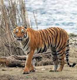 Corbett Holiday Tour, Corbett Tour Travel