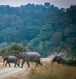 Corbett Weekend Tour, Corbett Tour Travel
