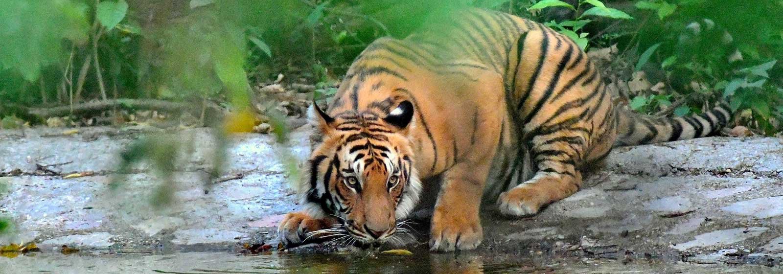 Explore the Wild Beauty of Jim Corbett